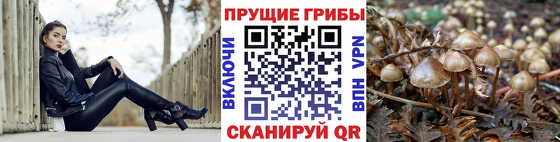 Галлюциногенные грибы Psilocybine cubensis Новый Уренгой